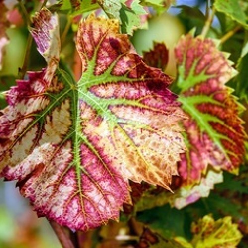 Einladung zum Herbstputz