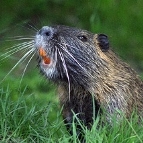 Biberwanderung an der Zoche